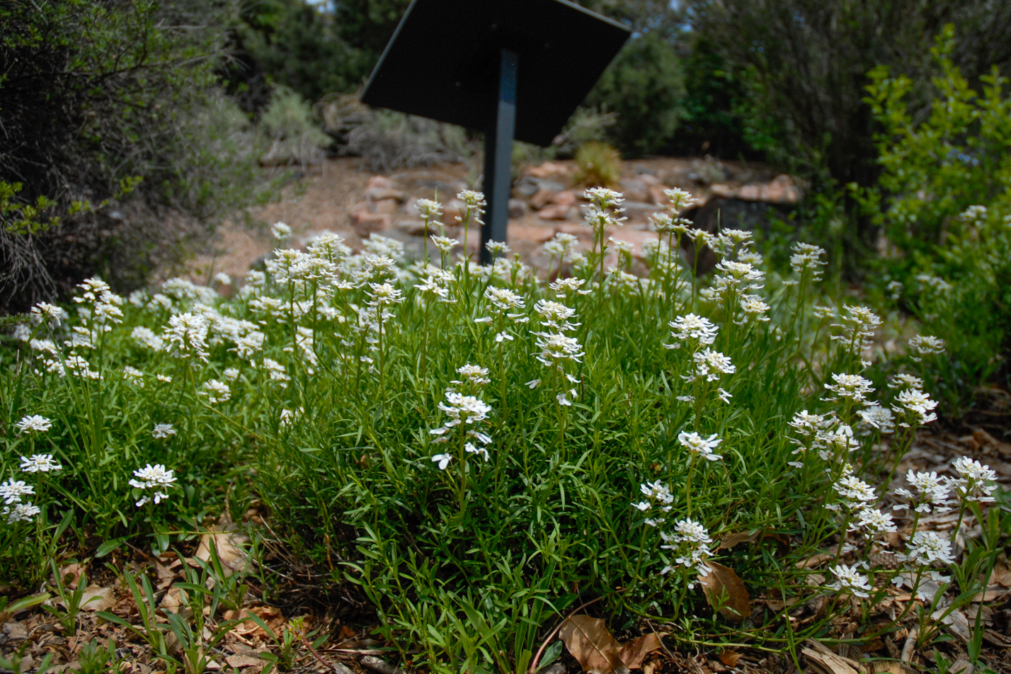 Snowflake Candytuft